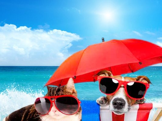 Holidays with your Pet Парк отдыха Magic Robin Hood Альфас-дель-Пи Holidays with your Pet Парк отдыха Magic Robin Hood Альфас-дель-Пи