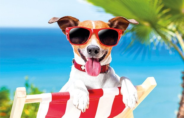 Pet friendly Парк отдыха magic robin hood альфас-дель-пи Pet friendly Парк отдыха magic robin hood альфас-дель-пи