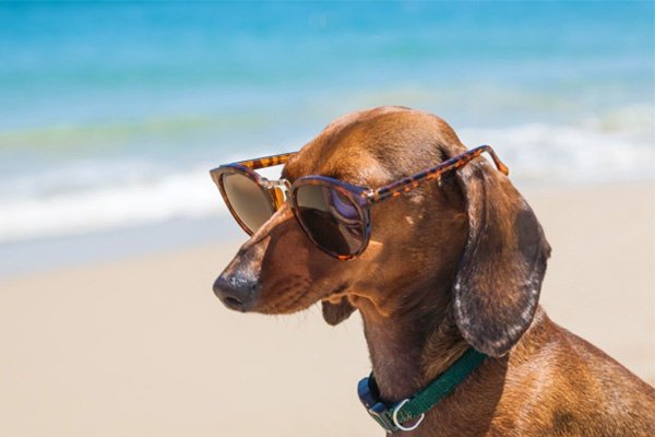 Holidays with your Pet Парк отдыха Magic Robin Hood Альфас-дель-Пи Holidays with your Pet Парк отдыха Magic Robin Hood Альфас-дель-Пи